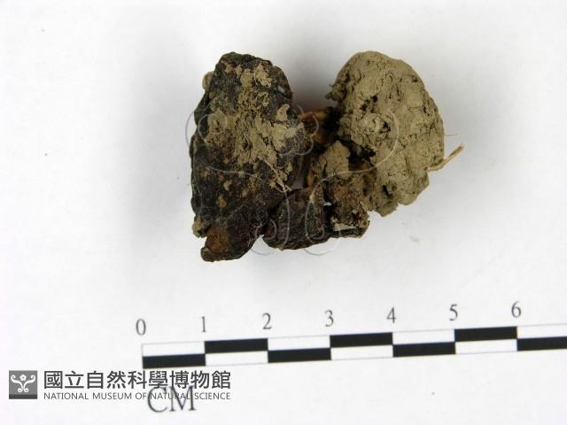 登錄號:F0022827藏品圖，第1張