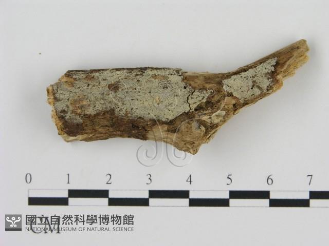 剛毛絲皮菌藏品圖，第1張