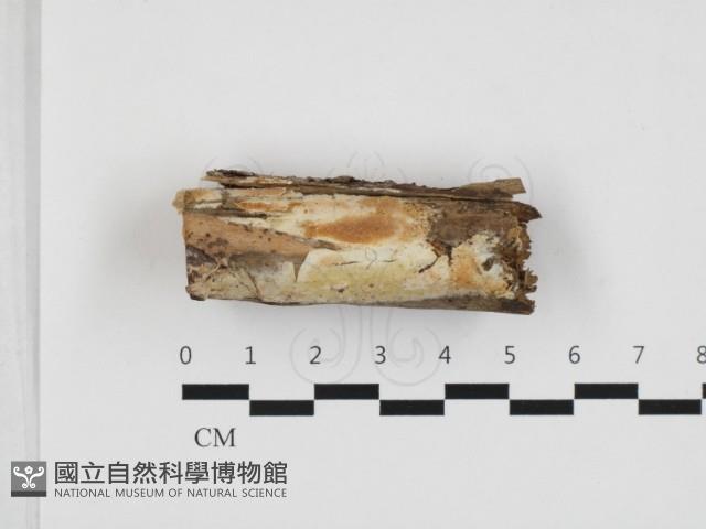 登錄號:F0032827藏品圖，第1張