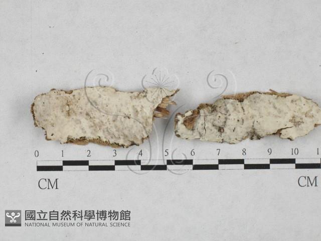 登錄號:F0027827藏品圖，第1張