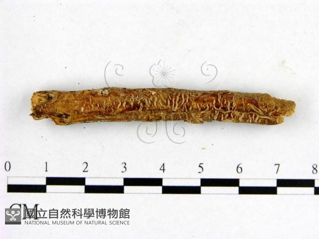 登錄號:F0017827藏品圖，第1張