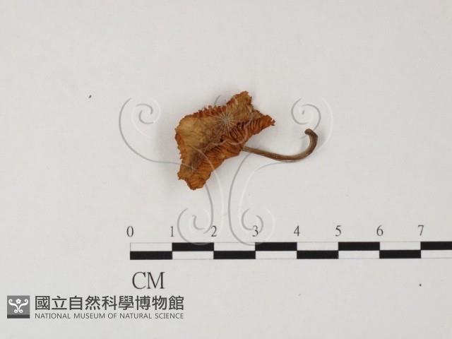登錄號:F0025827藏品圖，第1張