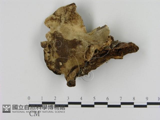 登錄號:F0005827藏品圖，第1張