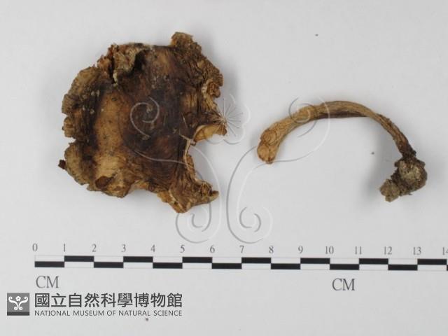 鵝膏屬藏品圖，第1張