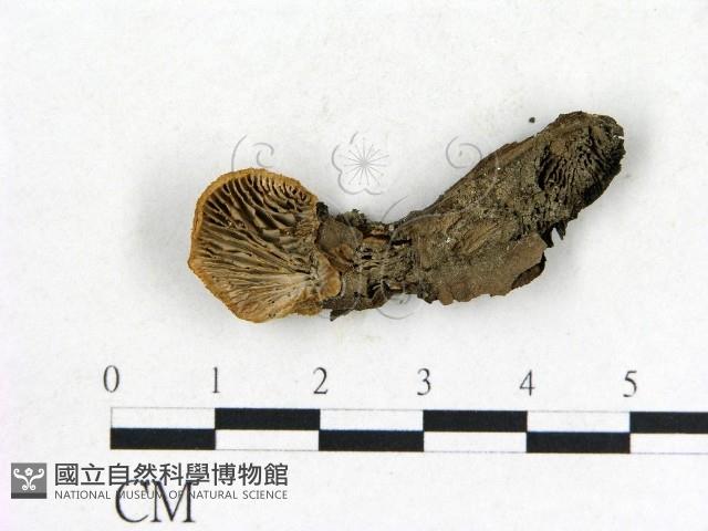 登錄號:F0019827藏品圖，第1張