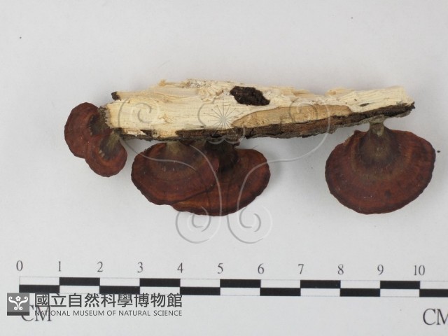小孔菌屬藏品圖，第1張