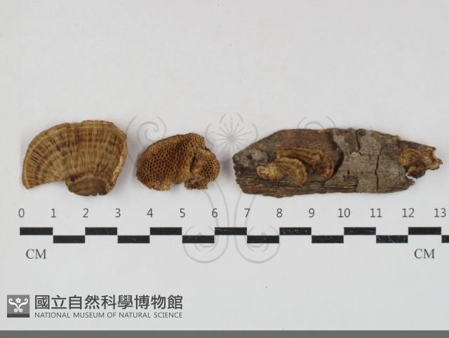 登錄號:F0033827藏品圖，第1張