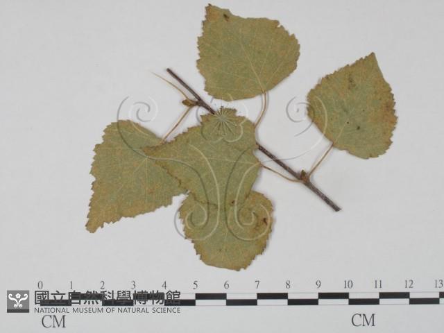 登錄號:F0018927藏品圖，第1張