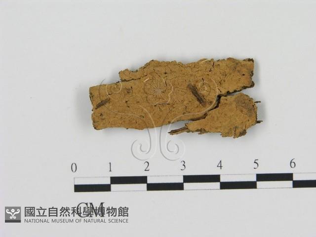 登錄號:F0020927藏品圖，第1張