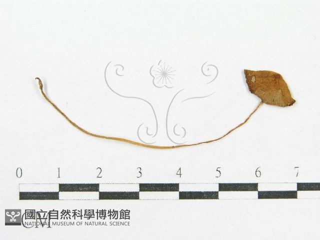 登錄號:F0010927藏品圖，第1張