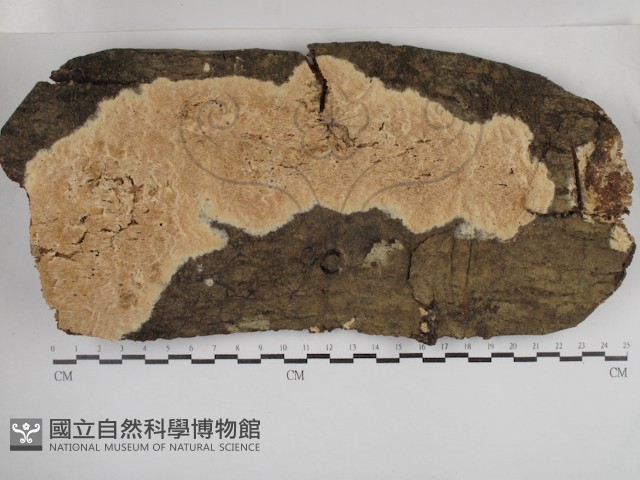 登錄號:F0030927藏品圖，第1張