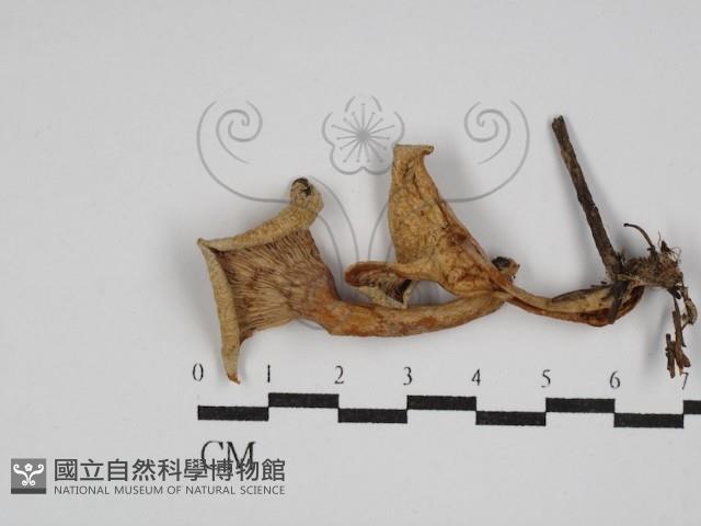 登錄號:F0026927藏品圖，第1張