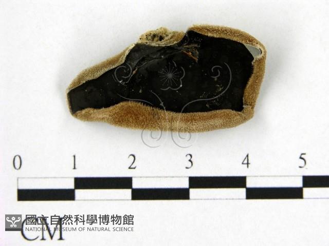 毛木耳藏品圖，第1張