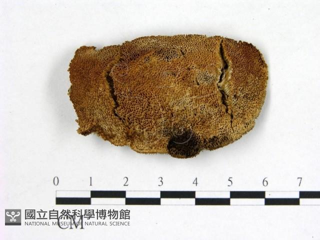 登錄號:F0021927藏品圖，第1張