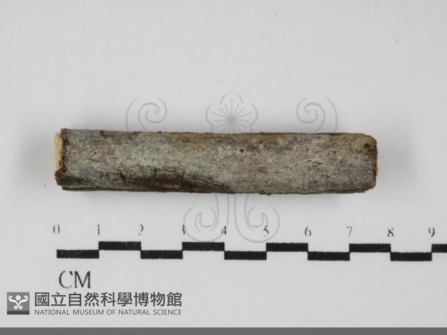 刺皮菌屬藏品圖，第1張