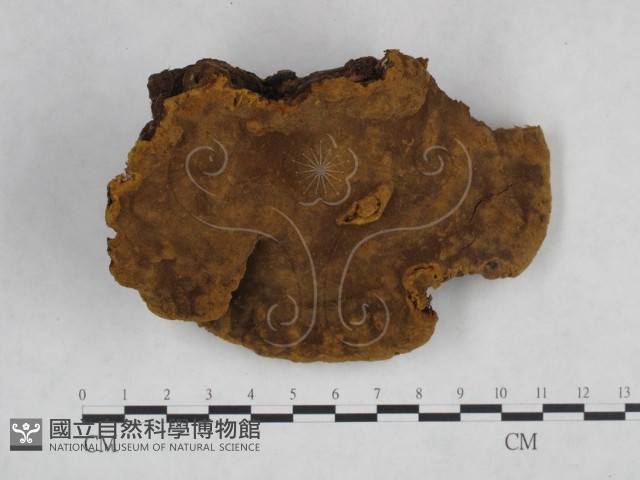 桑黃藏品圖，第1張