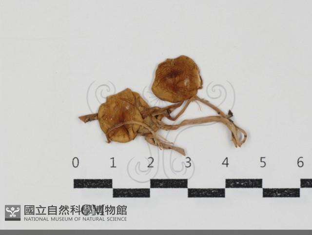 館號:F0034927藏品圖，第1張