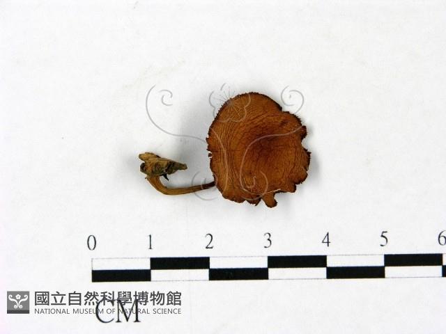 登錄號:F0022927藏品圖，第1張