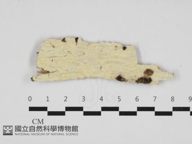 射脈菌屬藏品圖，第1張