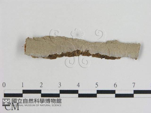 登錄號:F0007927藏品圖，第1張