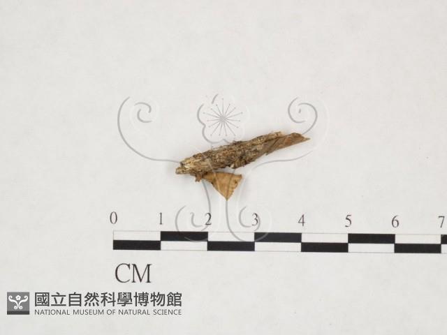 登錄號:F0025927藏品圖，第1張
