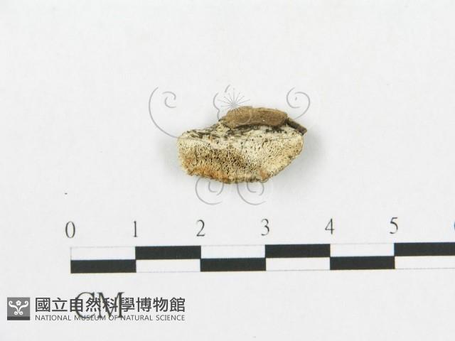 登錄號:F0005927藏品圖，第1張