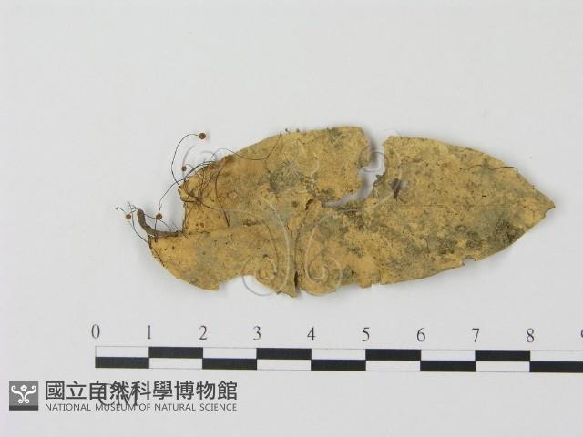 登錄號:F0015927藏品圖，第1張