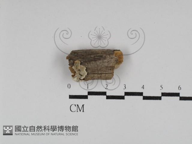 寡孔菌屬藏品圖，第1張