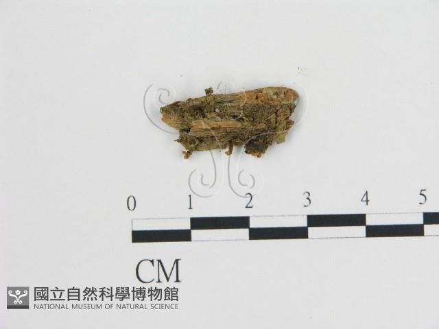 登錄號:F0009927藏品圖，第1張