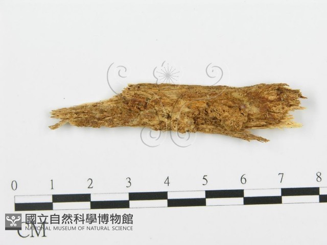 登錄號:F0013927藏品圖，第1張