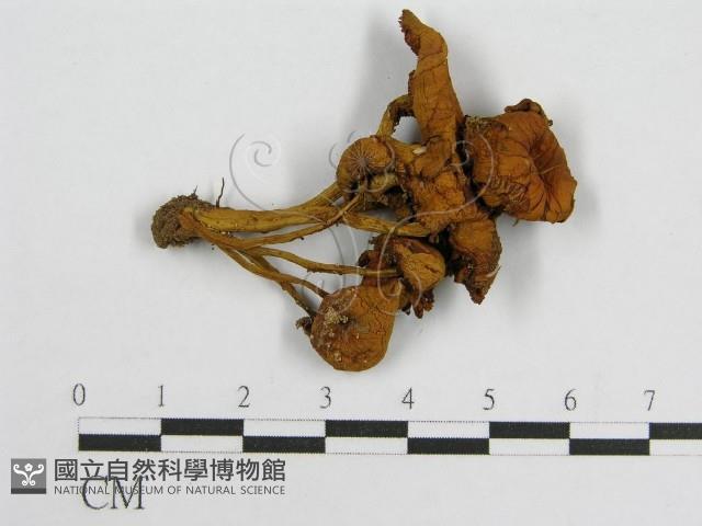 登錄號:F0010627藏品圖，第1張