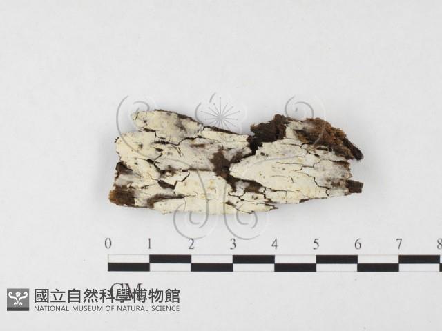 登錄號:F0026627藏品圖，第1張