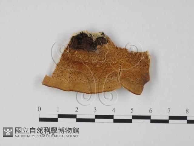 登錄號:F0006627藏品圖，第1張