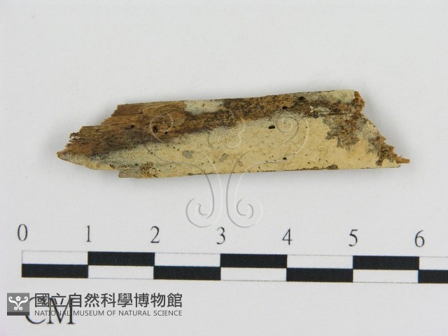 登錄號:F0016627藏品圖，第1張