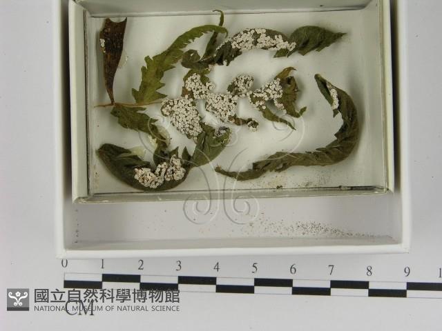 登錄號:F0021627藏品圖，第1張