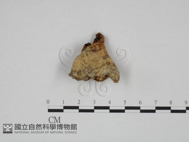 登錄號:F0024627藏品圖，第1張