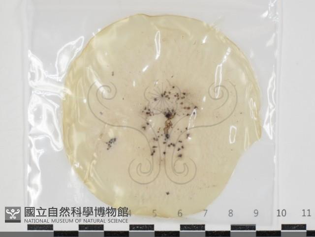 登錄號:F0034627藏品圖，第1張