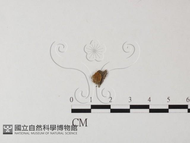 登錄號:F0012627藏品圖，第1張