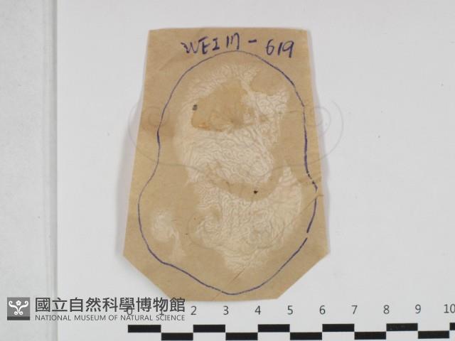 皺木耳藏品圖，第1張