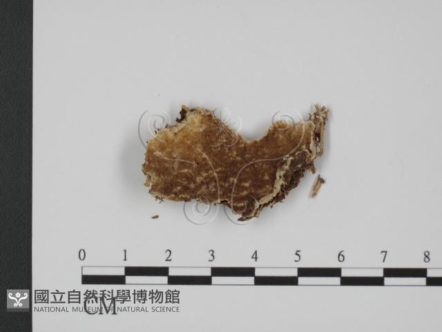 登錄號:F0017627藏品圖，第1張