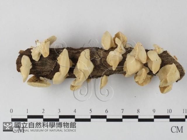 栓菌屬藏品圖，第1張