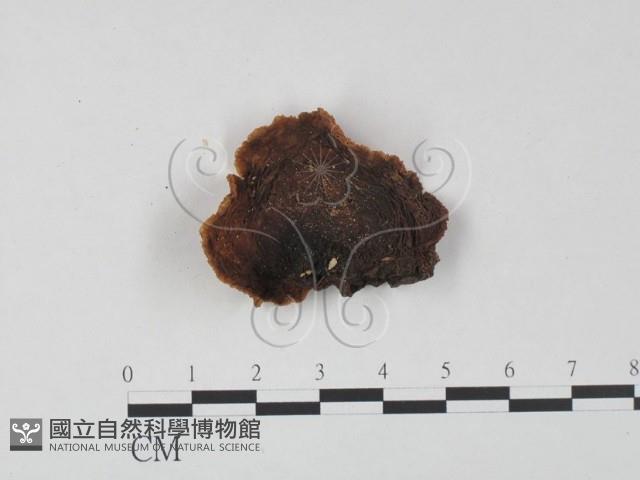 皺木耳藏品圖，第1張