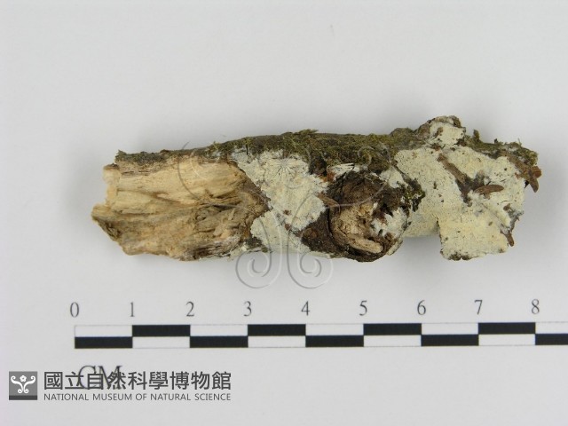 登錄號:F0003627藏品圖，第1張