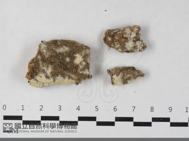 絲齒菌屬藏品圖，第1張