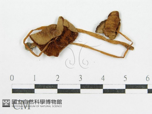 登錄號:F0008427藏品圖，第1張