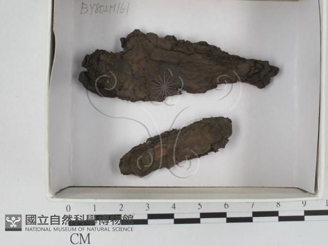 登錄號:F0018427藏品圖，第1張