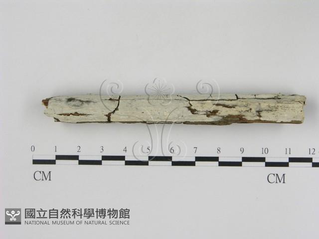 冇骨消絲齒菌藏品圖，第1張