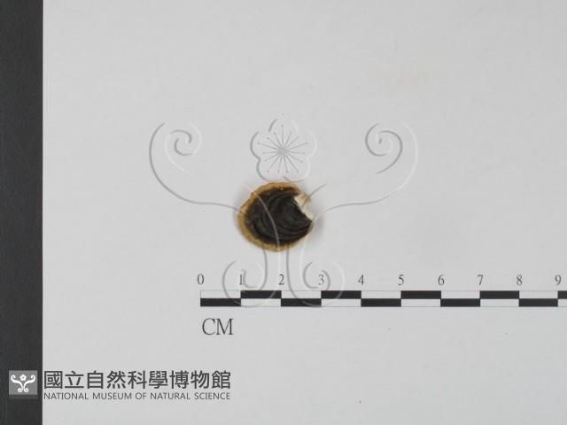 雲芝藏品圖，第1張