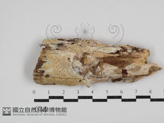 登錄號:F0030427藏品圖，第1張