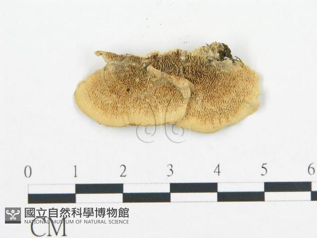 登錄號:F0006427藏品圖，第1張